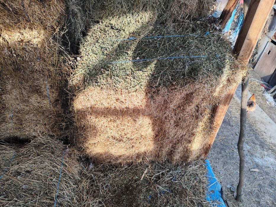 Vând baloți de lucernă