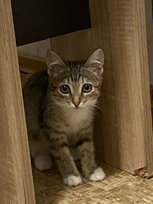 Котята ищут дом!!!