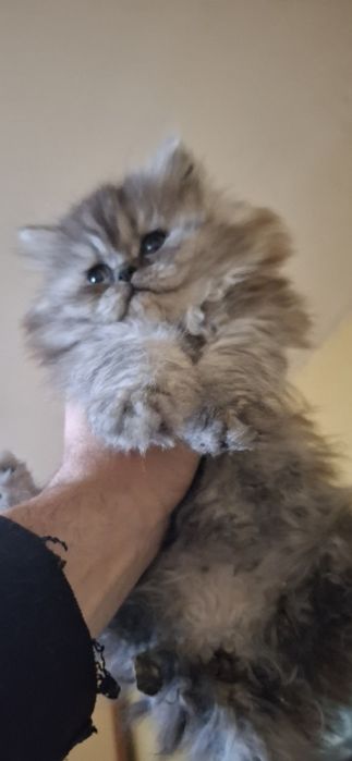 Персийски котета