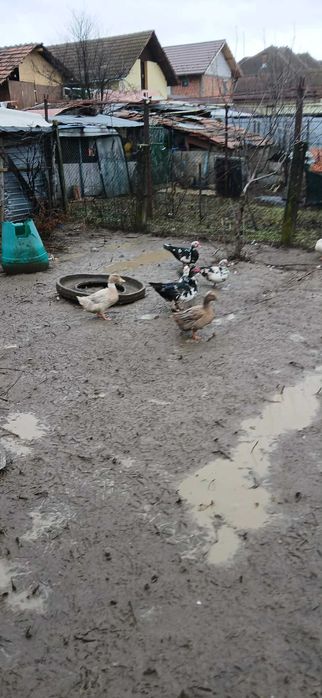 Vand rate mute si gaini americane