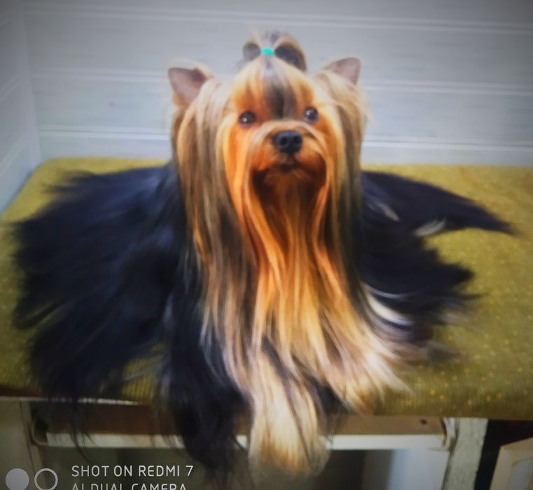 Щенки йоркширский терьер