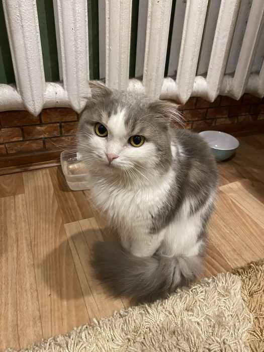 Отдам в добрые руки кота.