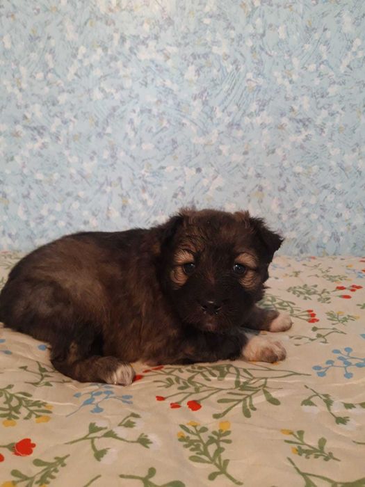 Пристраиваются в добрые руки щенки