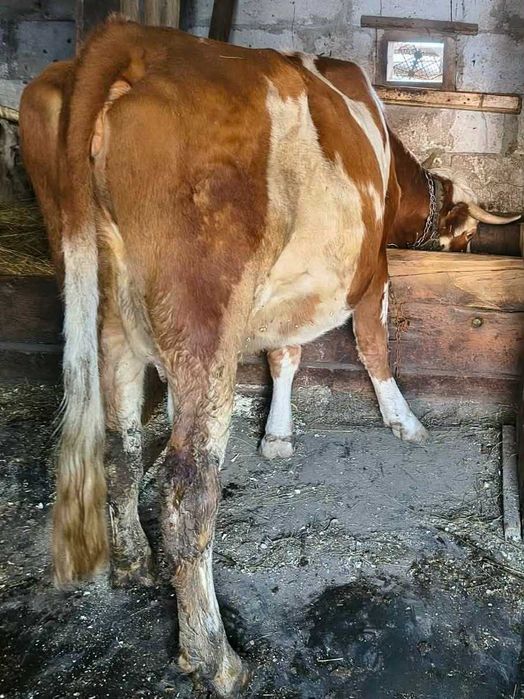 Vând vacă cu lapte