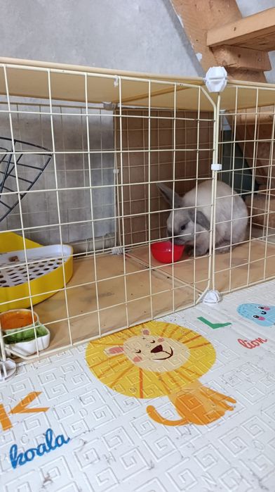 Продам крольчиху породы Минор