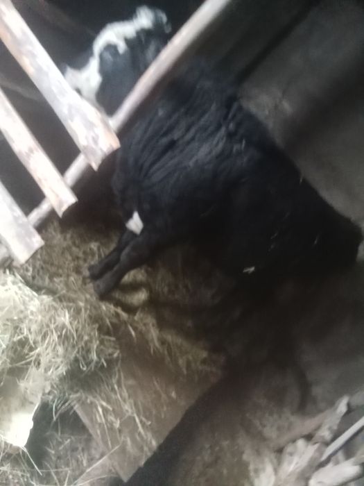 Продам бычков с откорма 3500 за кг