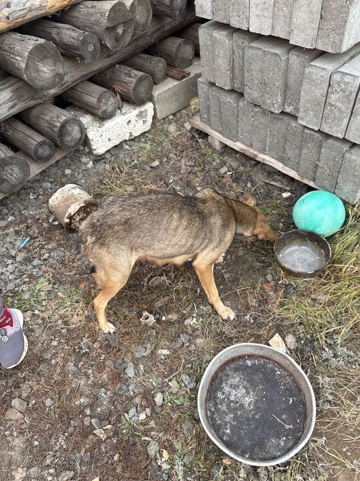 Отдам в добрые руки щенят