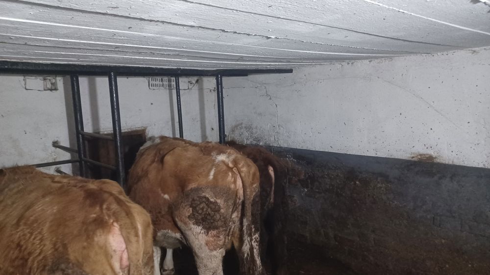 Vând  vaci  la alegere