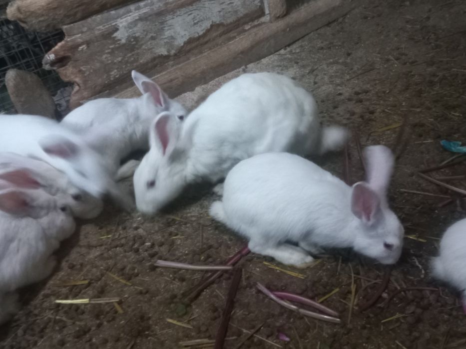 Quyonlar sotiladi 60 mngdan 150mnggacha