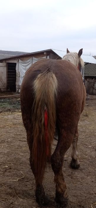 Scinb mînza de un an și 8 luni  pe oi