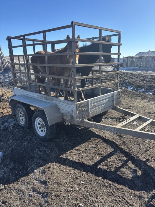 Коневоз прицеп 2осный продается