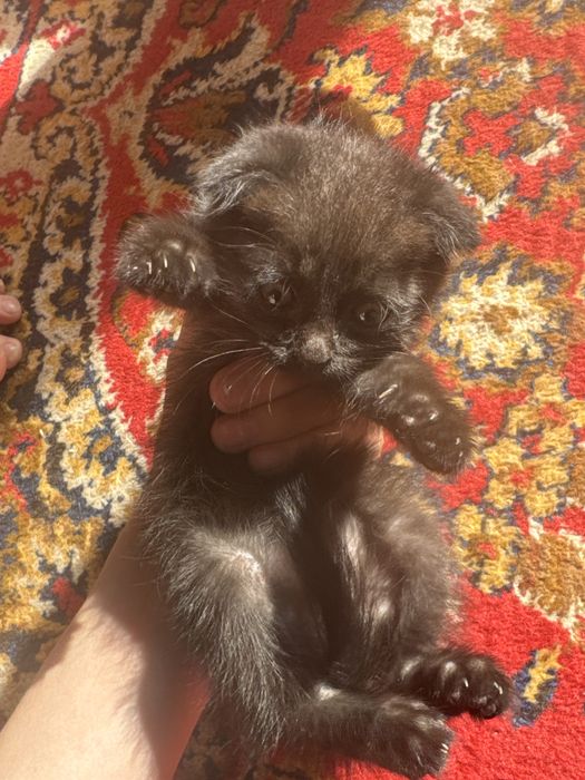 кошка шотландский