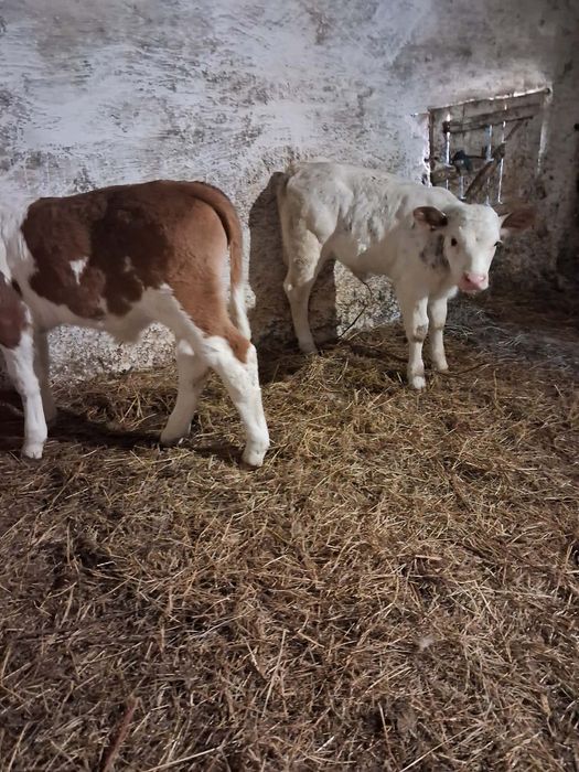 Vând taurasi și vitea