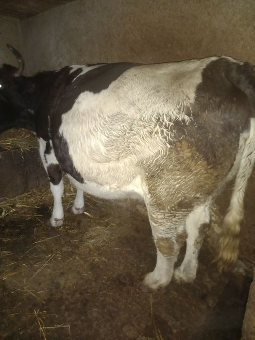 Vand vaca mare ,in jur la 800-900 de kg