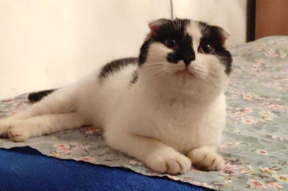 Вислоухий котёнок в добрые ручки.