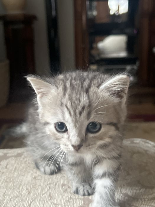 Котята милашки:)СРОЧНО ПРОДАЮ!