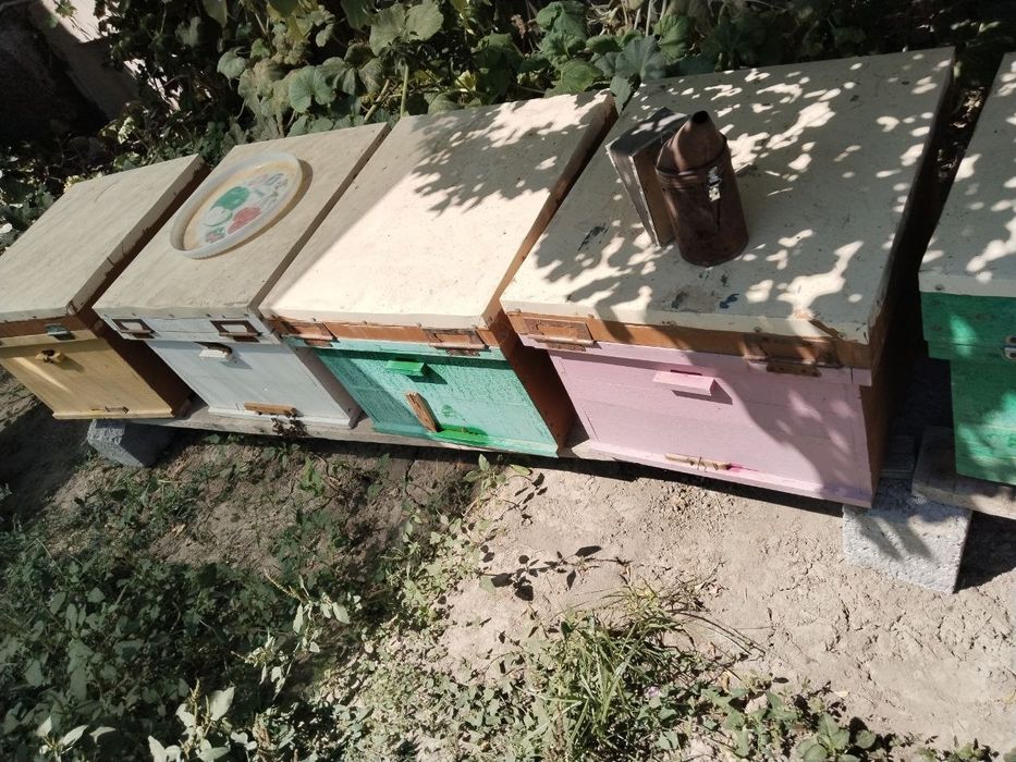 Асалари оиласи сотилади