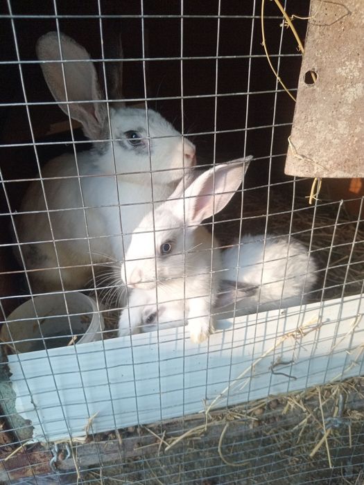 Продам кроликов разных возрастов