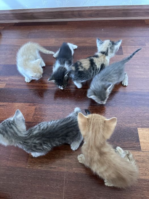 Продаются Котята