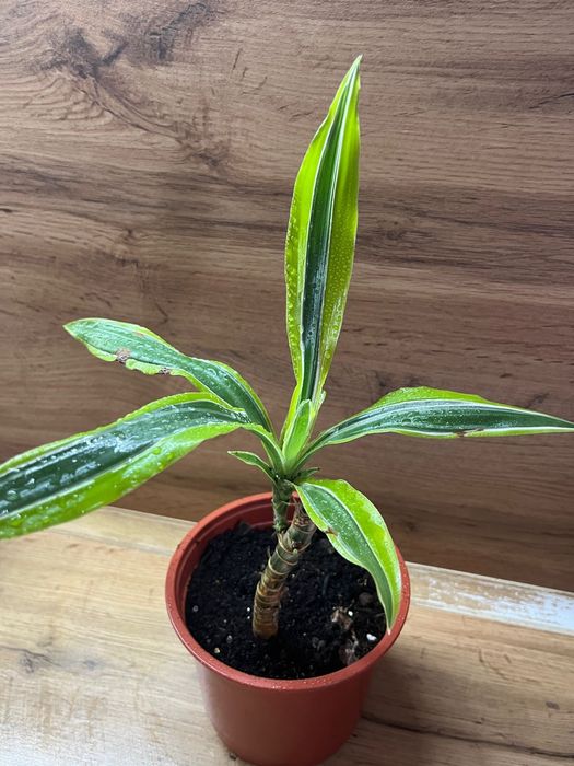 Продам цветок драцена