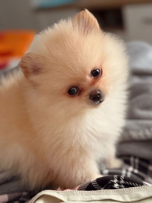 Pomeranian spitz mini toy