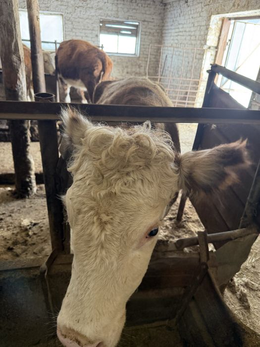 Семіз сиыр сатылады