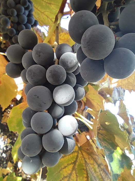 Struguri Căpșunică BIO, aromați și parfumați!