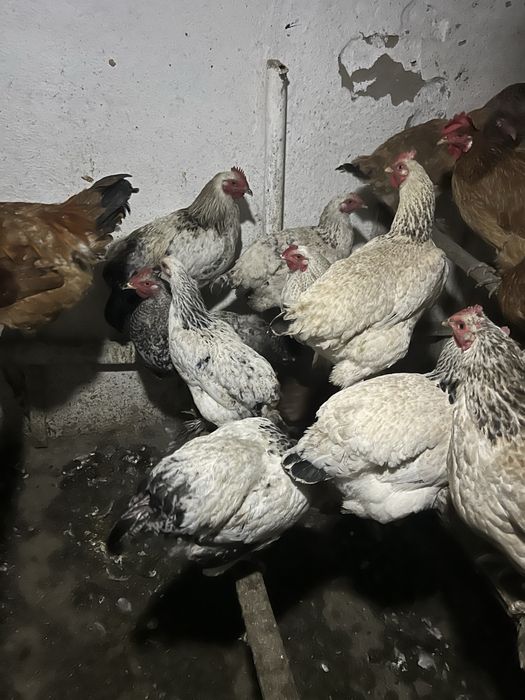 Петушки молодые разные