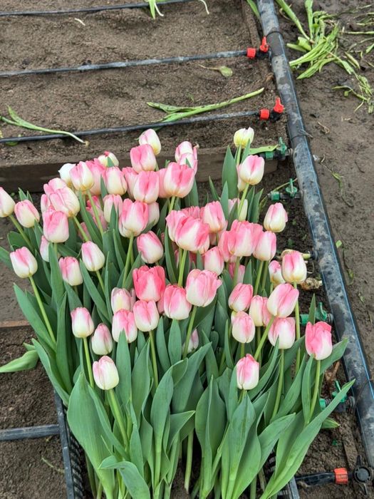 тюльпаны гул қызғалдақ роза