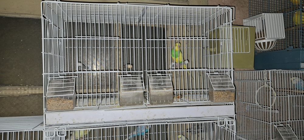 Vând peruși  60 de lei bucata