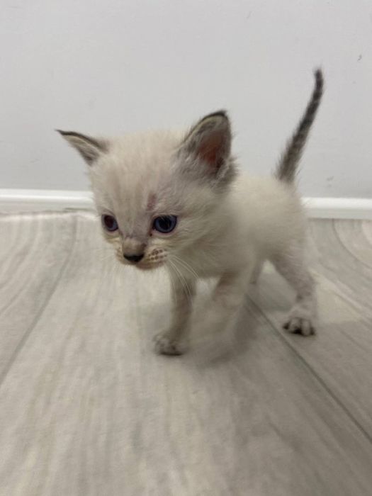 Семь энергичных котят