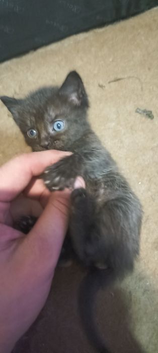 Отдам котян в добрые руки