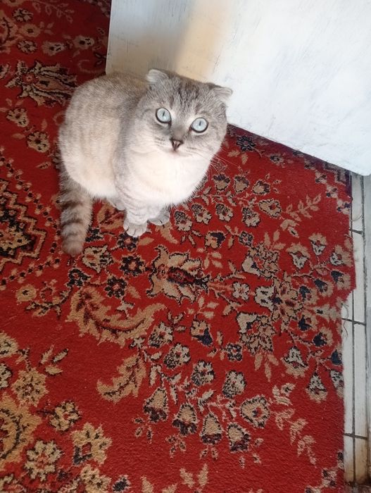 Одам кота в хорошие руки