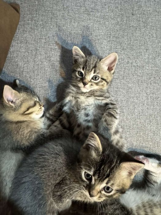 Британски късокосмести котенца