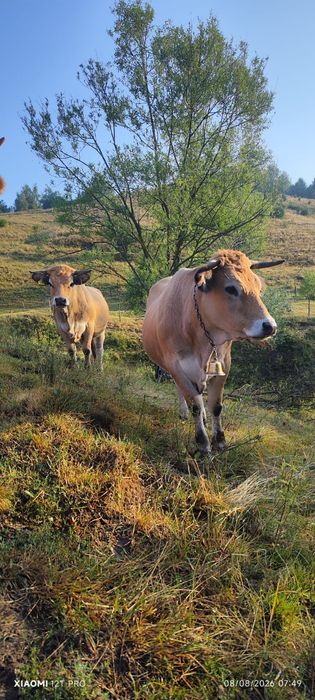Lot 5 juninci montate din rasa Aubrac
