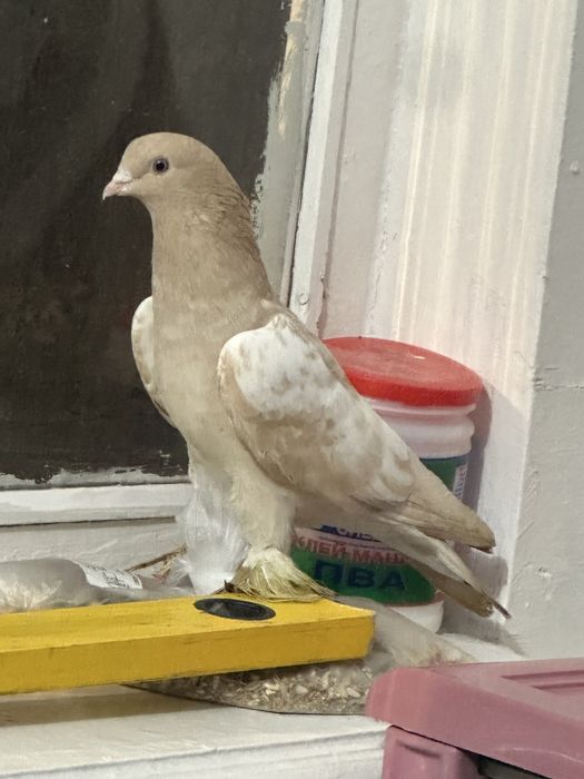 “Декоративный” “Космач»