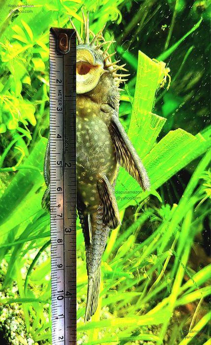 Guppy,  Molly,  Platy,  Ancistrusi,  Xenotoca