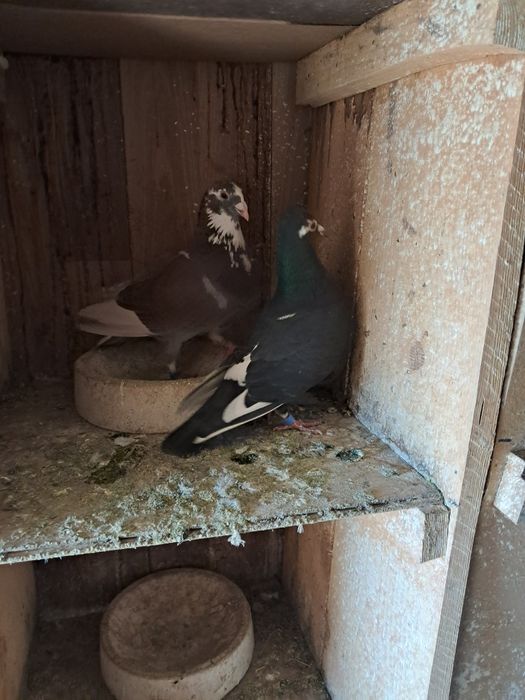 Vând porumbei poștă voiajori