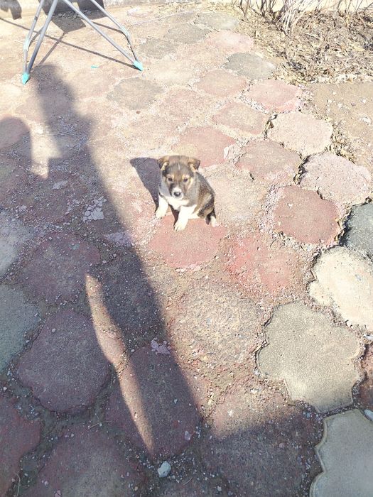 Щенки овчарки 15000тг