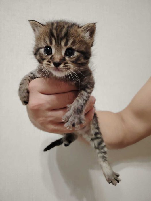 Отдам котят в добрые руки
