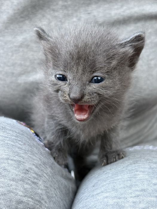 Милые котята ищут дом