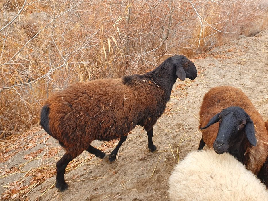 Gusor qo'chqor sotiladi