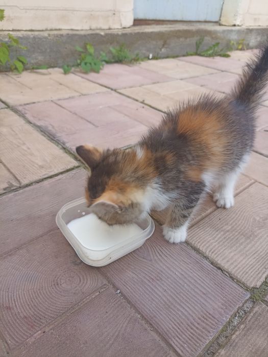 Отдам котенка в добрые руки