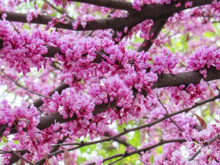 Pomi Ornamentali (cercis canadensis )