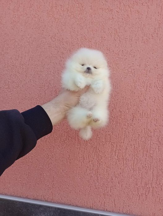 Прекрасни мини Померани !