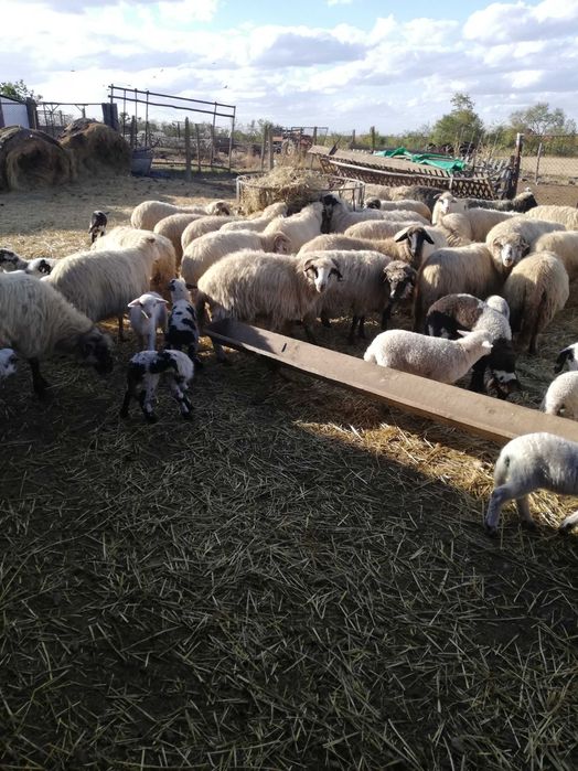 Ovine de vanzare