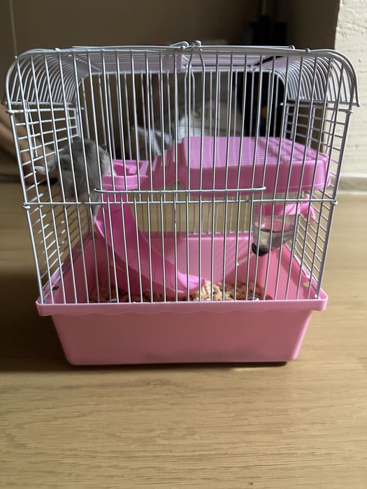 Хомяк джунгарский