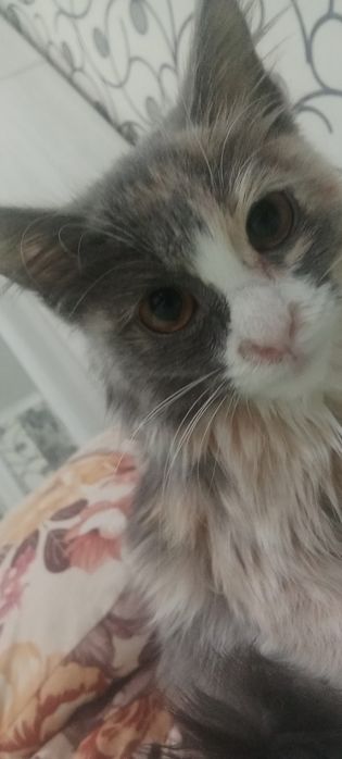 Кошечку отдам даром .