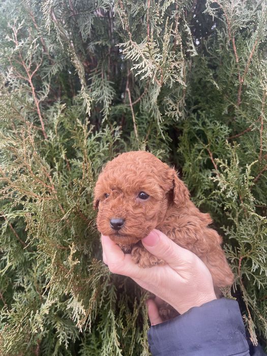 Мини пудел мини пудел