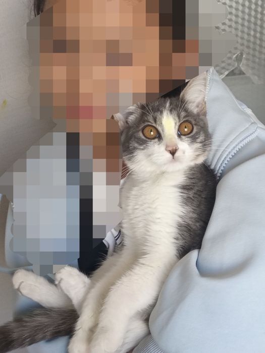 Кошкa, домашные животные